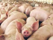 Con 10 focos ya confirmados y poca disponibilidad de vacunas, la Federación Porcina trabaja con Senasa en un plan de control de la Enfermedad de Aujeszky