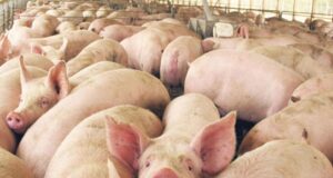 Con 10 focos ya confirmados y poca disponibilidad de vacunas, la Federación Porcina trabaja con Senasa en un plan de control de la Enfermedad de Aujeszky