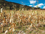 Cinco rurales de San Luis exigen diálogo y soluciones ante la crisis del sector