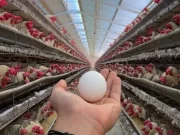 El huevo crece en todos los frentes: despegue en exportaciones y mayor consumo interno