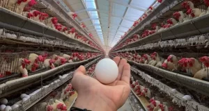 El huevo crece en todos los frentes: despegue en exportaciones y mayor consumo interno