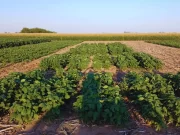 Logran editar un biofertilizante que aumenta un 6 % la productividad de la soja