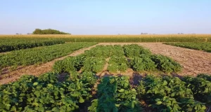 Logran editar un biofertilizante que aumenta un 6 % la productividad de la soja