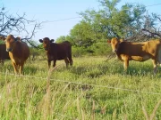 Una pastura para optimizar la producción ganadera