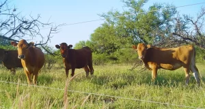 Una pastura para optimizar la producción ganadera