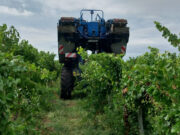 Cosecharon más de mil toneladas de uva durante la vendimia de La Pampa