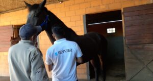 San Luis: Medidas de contención sanitarias ante un caso de Anemia infecciosa equina