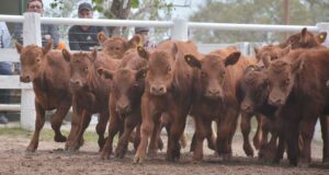 El stock bovino de San Luis creció 8,42% en el último año