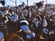 Presentan una variedad de algodón tolerante al estrés hídrico