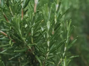 Romero argentino: INTA desarrolla cultivares con alto rendimiento y potencial agroecológico