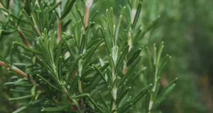 Romero argentino: INTA desarrolla cultivares con alto rendimiento y potencial agroecológico