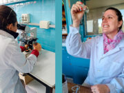 Desarrollan un bioinsumo para combatir hongos que afectan a semillas oleaginosas y cereales almacenados