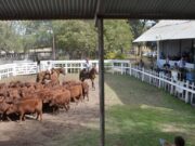 Villa Mercedes: fuerte presencia gremial en la 36° Fiesta Provincial del Ternero