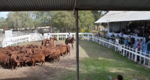 Villa Mercedes: fuerte presencia gremial en la 36° Fiesta Provincial del Ternero