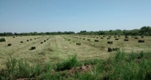 Alfalfa en la zona Quines-Candelaria: la importancia de una buena implantación del cultivo