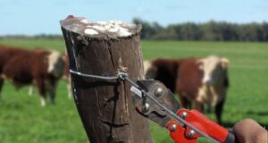 Abigeato en Anchorena: imputan a cuatro personas por el robo de 1.700 animales y crecen las denuncias de productores