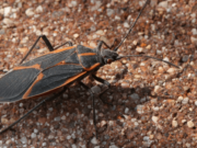 La chinche del arce, otra plaga que avanza en Cuyo y comienza a encendenter alertas