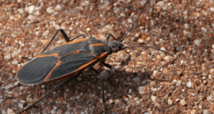 La chinche del arce, otra plaga que avanza en Cuyo y comienza a encendenter alertas