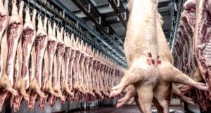 Sigue creciendo y a ritmo intenso la producción de carne porcina