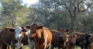 Stock ganadero: los daños de una seca sobre un sector con años de desatención
