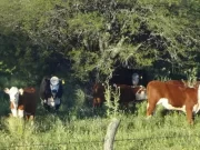 Crece el interés en campos ganaderos: a cuánto se venden los más buscados