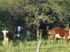 Crece el interés en campos ganaderos: a cuánto se venden los más buscados