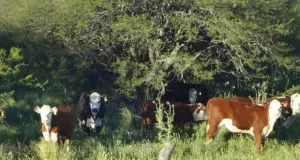 Crece el interés en campos ganaderos: a cuánto se venden los más buscados