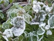 ¿Heladas en retroceso? El cambio climático impacta en el agro argentino