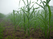 Lluvias récord y suelos aliviados: buen pronóstico climático para el agro