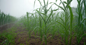 Lluvias récord y suelos aliviados: buen pronóstico climático para el agro