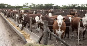 Cada vez más novillos se estarían terminando en los corrales