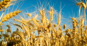 Se moderniza el sistema de trazabilidad y certificación para fertilizantes y enmiendas