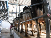 La producción de leche creció 10,9% en el primer trimestre de 2025