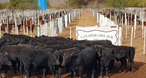 Quines se prepara para celebrar la 15° Fiesta del Ternero este sábado 17 de mayo