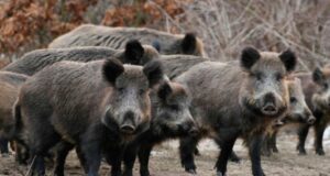 Tres casos positivos de triquinosis tras encuentro cinegético en La Pampa y San Luis