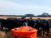 La suplementación líquida mejora la salud de vacas gestantes y la calidad de la carne, según un estudio del INTA