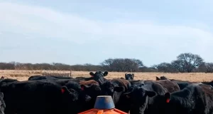 La suplementación líquida mejora la salud de vacas gestantes y la calidad de la carne, según un estudio del INTA