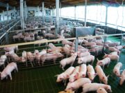La carne porcina argentina llega por primera vez a Filipinas