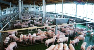 La carne porcina argentina llega por primera vez a Filipinas