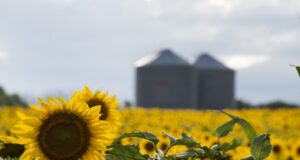 Cosecha récord de girasol: creció un 28,2% respecto a la campaña anterior