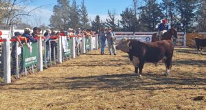 Capacitación ganadera: taller de jura y selección de reproductores Hereford en San Luis