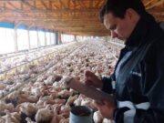 Argentina refuerza controles de Influenza aviar por un brote en granja comercial en Brasil