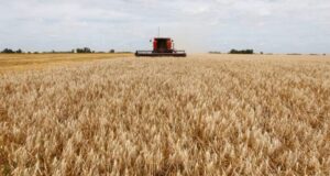 El Gobierno extendió la baja de retenciones para el trigo y cebada y dejó afuera a la soja