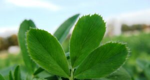 Control de malezas en el cultivo de alfalfa en San Luis