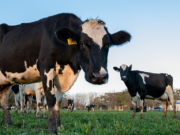 Mayor producción, eficiencia y salud en el tambo con probióticos