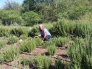 El INTA Concarán investiga el potencial del romero criollo: rusticidad, rendimiento y bioprotección