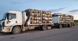 A pesar de una mala campaña, una familia de Unión cosechó 190 mil kilos de miel