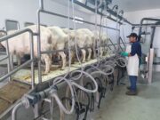 La Alegría, el tambo caprino que transforma sueños en quesos premiados y desarrollo local