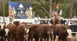 Ganadera del Sur: remate con alta oferta, precios firmes y tribunas colmadas en San Luis