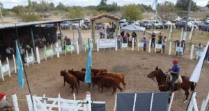 Exitosa 15ª Fiesta del Ternero en Quines: genética de excelencia y ventas totales